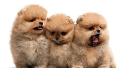 Photo of Pomeranian puppies show love