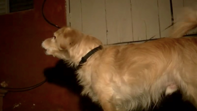 Photo of Rescue Dog Senses Hidden Danger In The Walls And Saves His Dad