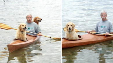 Photo of Man Custom-Built A Kayak So He Could Take His Dogs Out On Adventures
