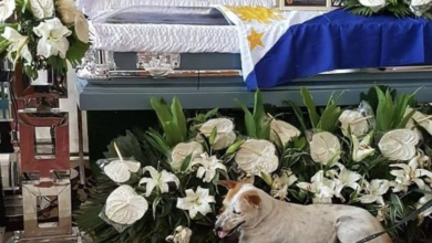 Photo of Heartbreaking goodbye to the professor who cared for the stray dog for 4 years