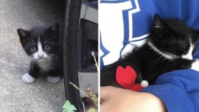 Photo of Kitten who showed up on a family’s backyard asking for help finally comes back again