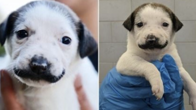 Photo of Adorable Shelter Puppy With Mustache Looking For A Home