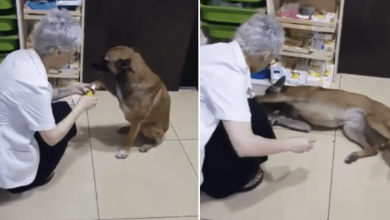 Photo of Stray dog walks to pharmacy and asks for help her injured paw