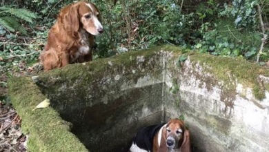 Photo of Loyal dog guards trapped friend for a week until help arrives