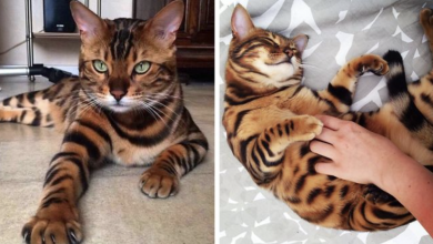 Photo of Meet Thor, the most beautiful bengal cat in the world!