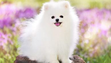 Photo of Cutesy And Fluffy: 7 Reasons Why Owning Pomeranians Is The Best Thing