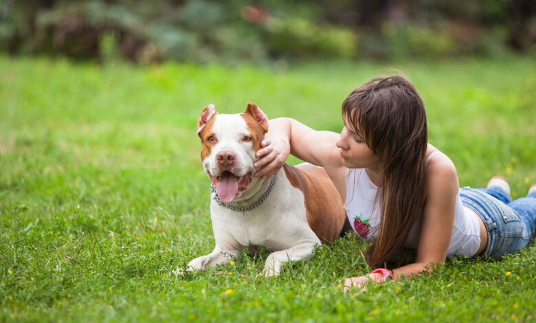 Pet Training - The Fundamental Commands